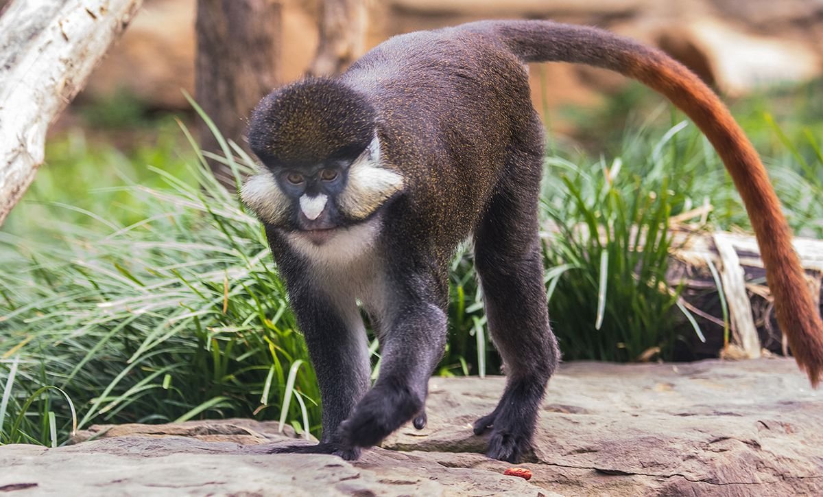Red-tailed Monkey in Tanzania
